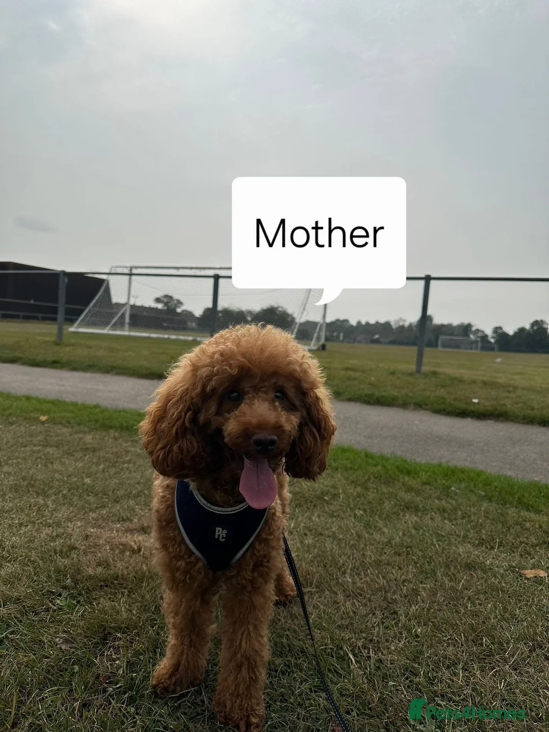 Toy Poodle dogs for sale: Red toy poodle - Advert 1