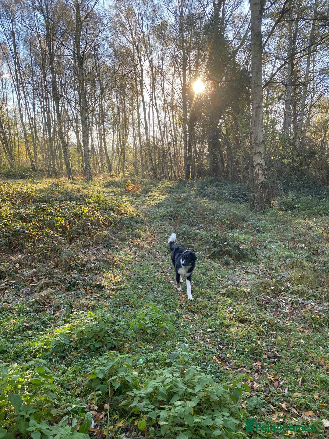 Mixed Breed dogs for adoption: 🐾 Meet WOODY 🐾  He's ready for a Loving Family - Advert 8