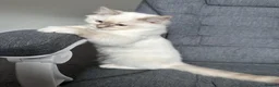 Ragdoll cats for sale: 5 Month Ragdoll Lilac Lynx in Stockport - Advert 8