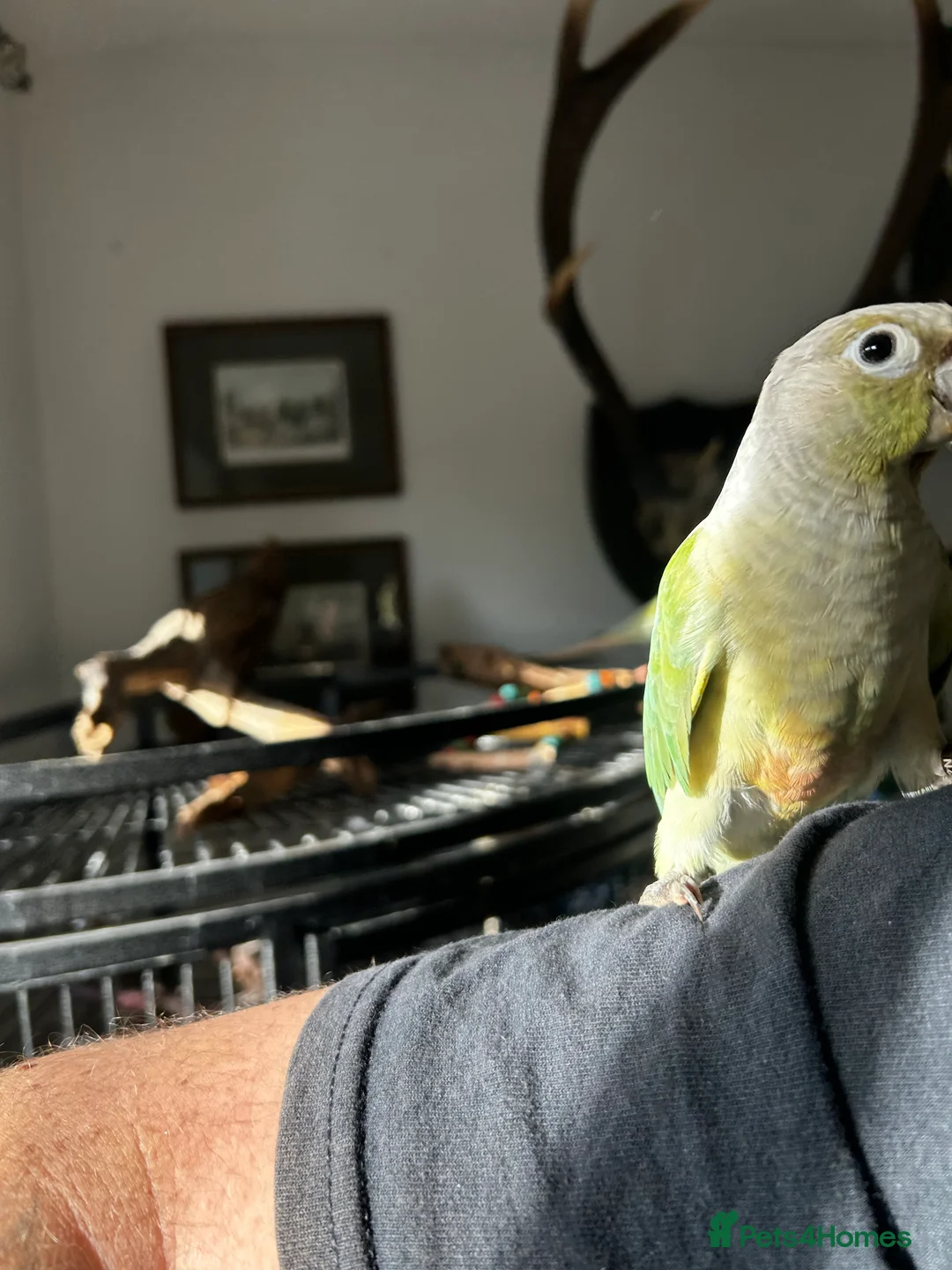 Conures birds for sale: Breeding pair mint conures - Advert 2