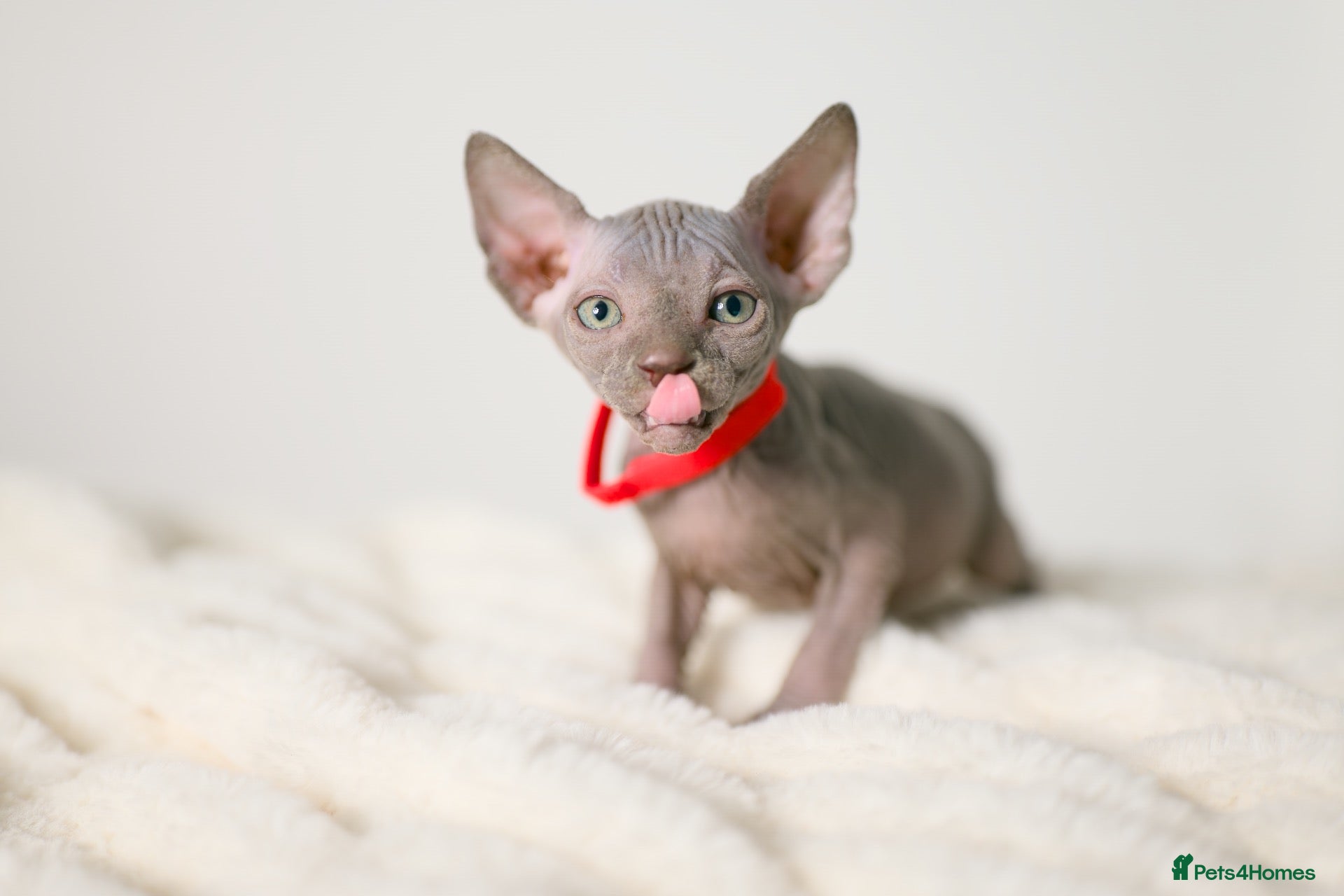 Sphynx cats Lovely Sphynx Kittens available - Advert 2
