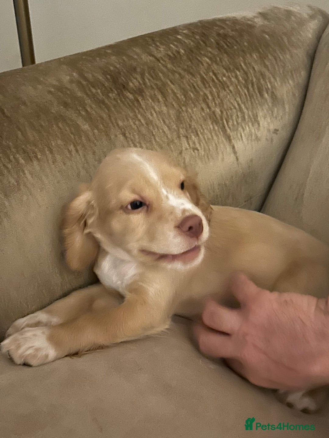 Cocker Spaniel dogs for sale: 3 Cocker Spaniel Puppies. 💙💙💙 - Advert 6