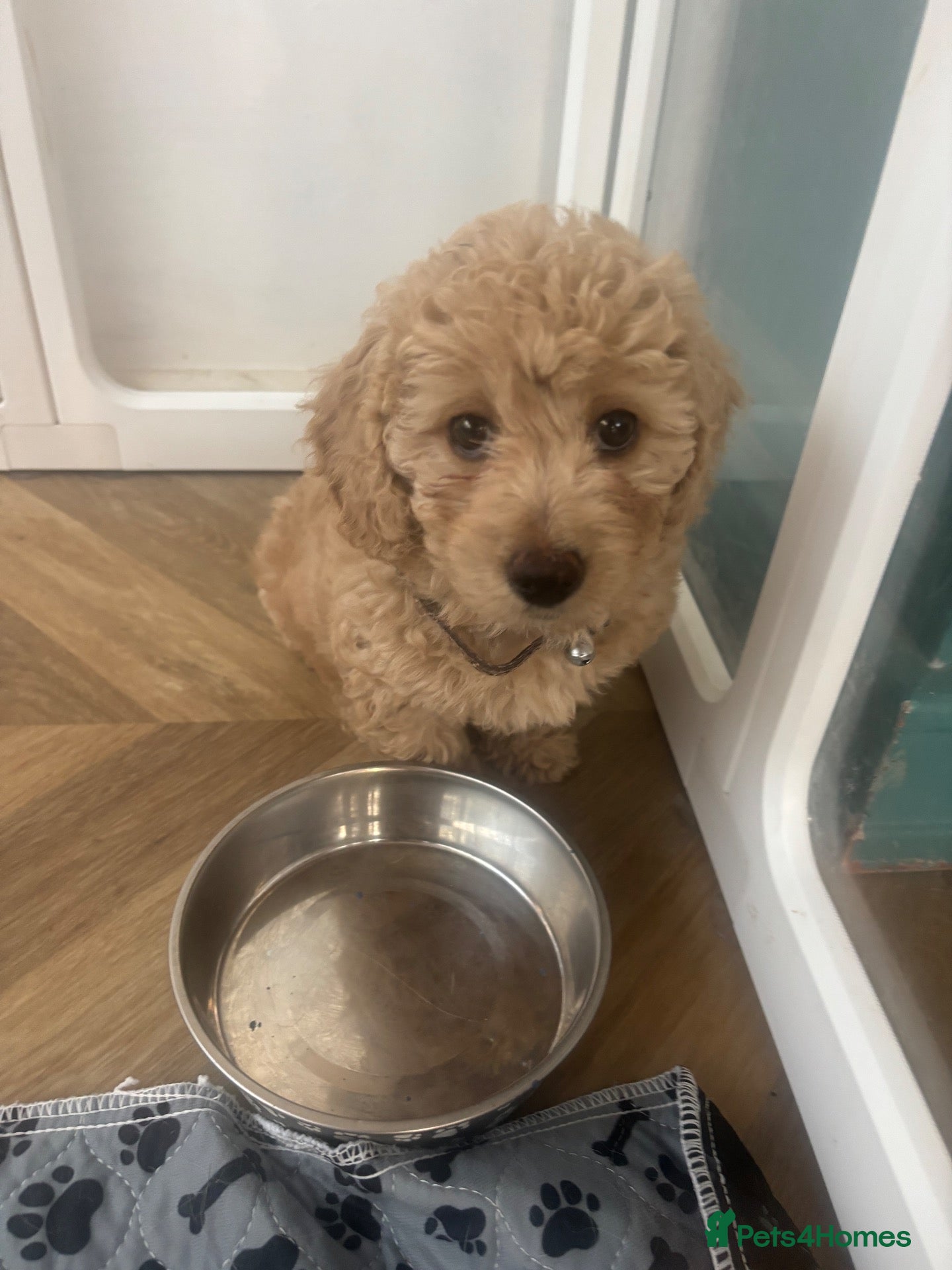 Mixed Breed dogs Beautiful Cavapoochon puppies - Advert 2