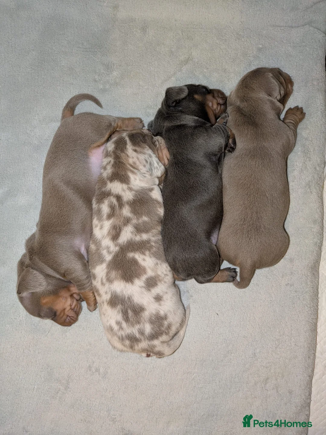 Miniature Dachshund dogs for sale: KC registered smooth hair miniature dachshund  - Advert 5