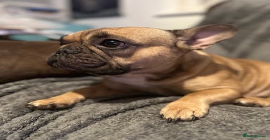 French Bulldog dogs - Advert 6