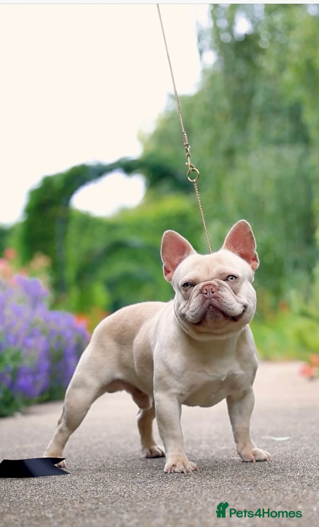 French Bulldog dogs for stud: Frenchie stud champion Flava  in Kings Langley - Advert 13