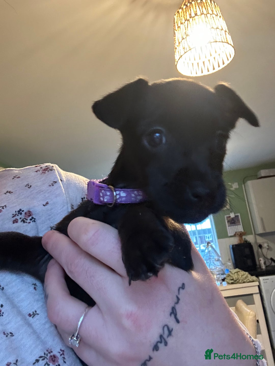 Jack Russell dogs for sale: Minature jack russel pupies  - Advert 15