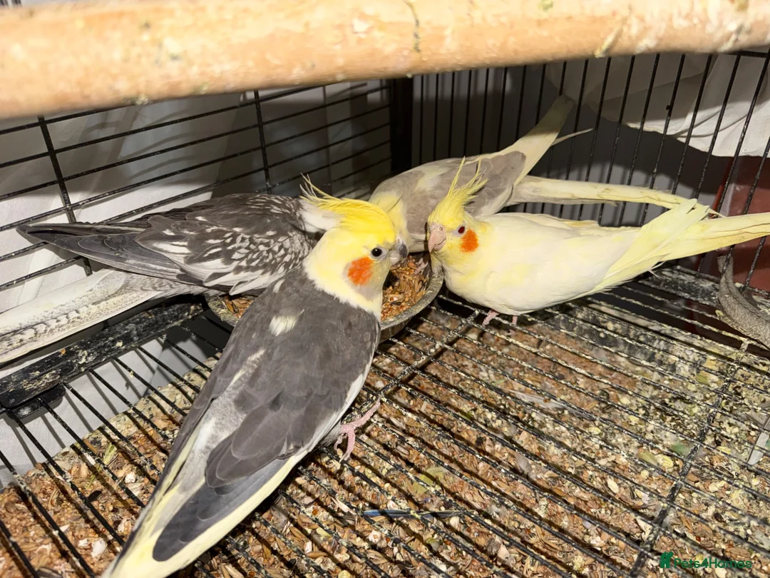 Mixed Breed birds for sale: Baby Cocatiel birds and budgies - Advert 1