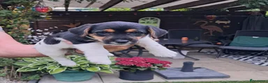 Jack Russell 1