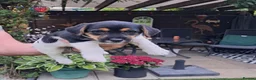 Jack Russell dogs for sale: Stunning boys in Stoke-on-Trent - Advert 6