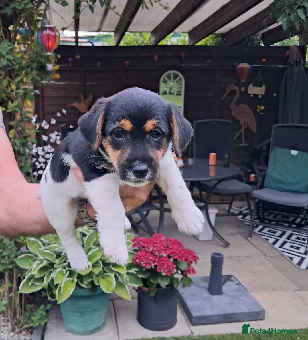 Jack Russell dogs for sale: Stunning boys in Stoke-on-Trent - Advert 6