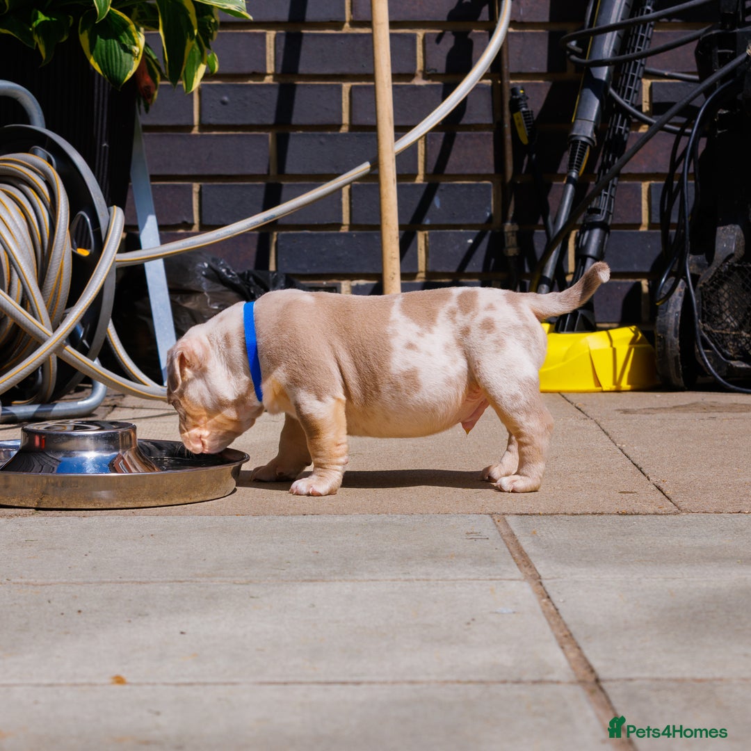 American Bully dogs for sale: REAL QUALITY BULLYS  - Image 6