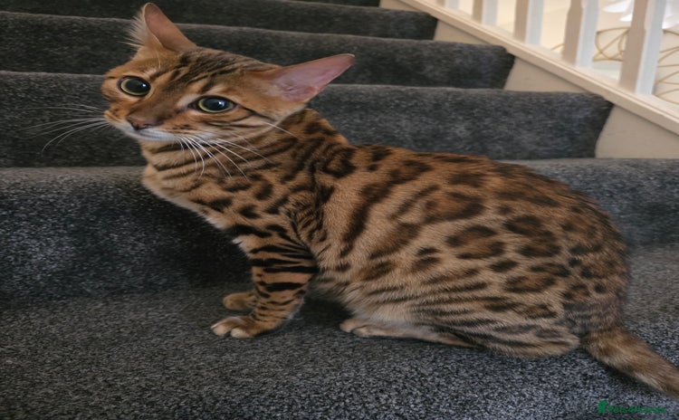 Bengal cats - Advert 11