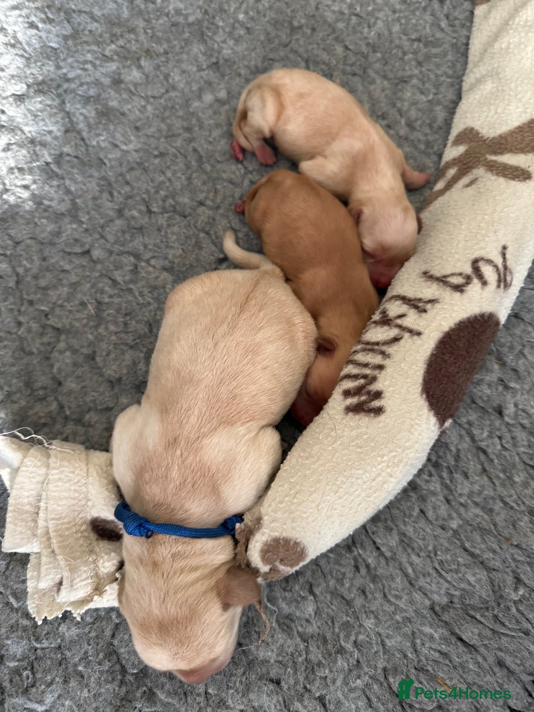 Labrador Retriever dogs for sale: Home bred working Labrador puppies - Image 3