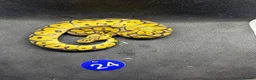 Python Snake reptiles for sale: Royal pythons  - Advert 11