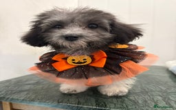 Maltipoo dogs for sale: RARE SILVER Teddy asian Maltipoo FULLY VACCINATED  - Image 8