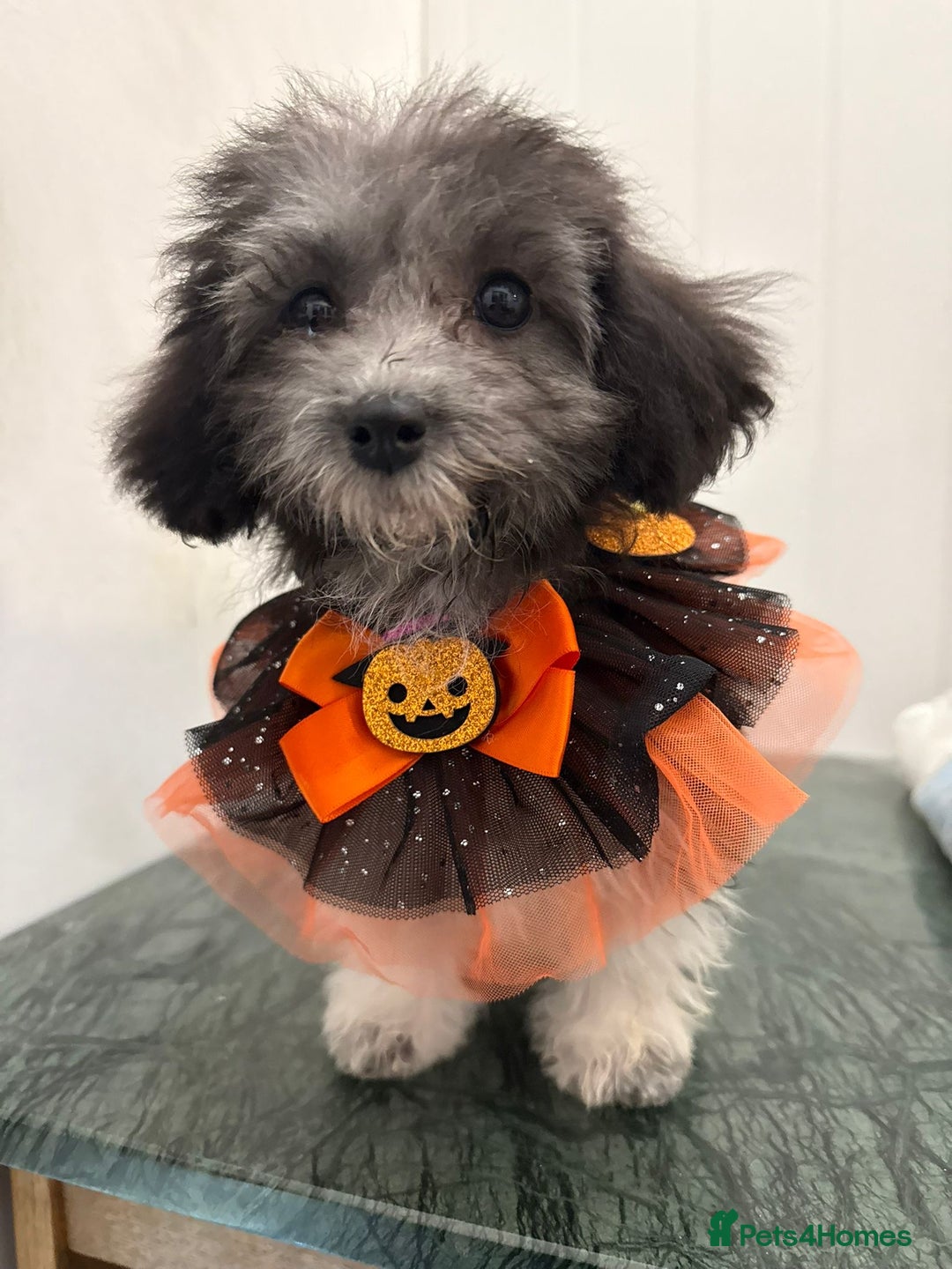 Maltipoo dogs for sale: RARE SILVER Teddy asian Maltipoo FULLY VACCINATED  - Image 8