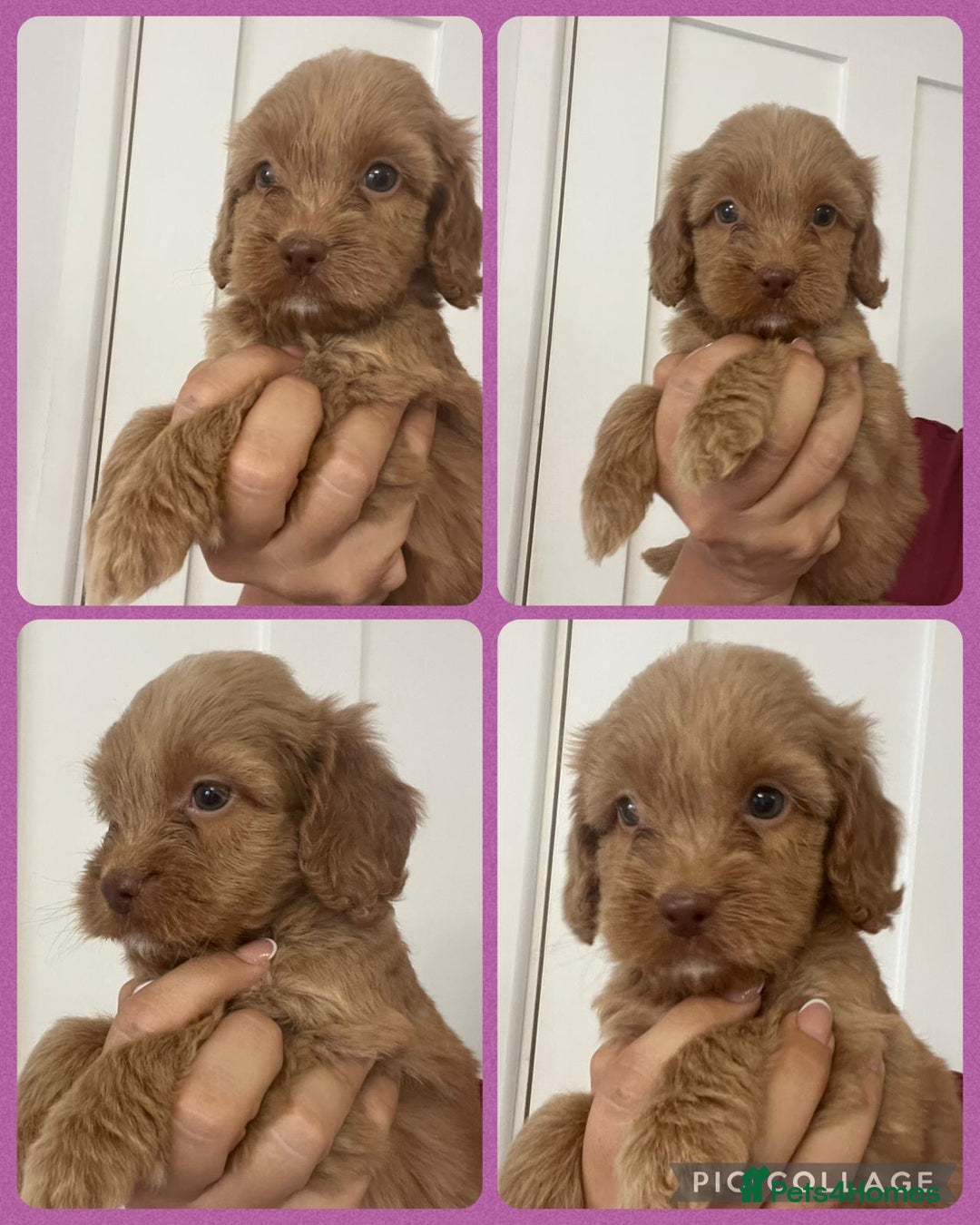Cockapoo dogs for sale: STUNNING RED F1 COCKAPOO PUPPIES - Image 19