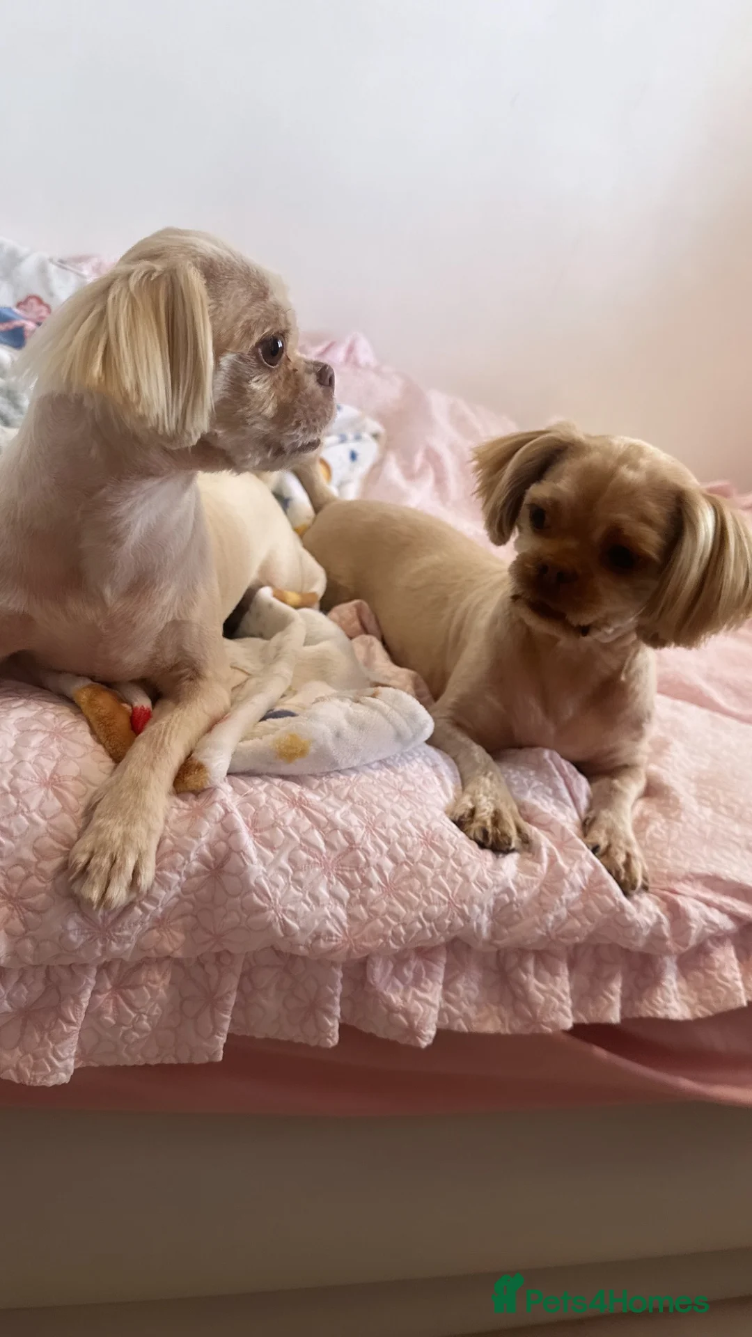 Shih Tzu dogs for sale: Beautiful shihtzus looking for new home - Advert 4