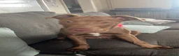 Mixed Breed dogs for sale: Staffy cross for sale  - Advert 7