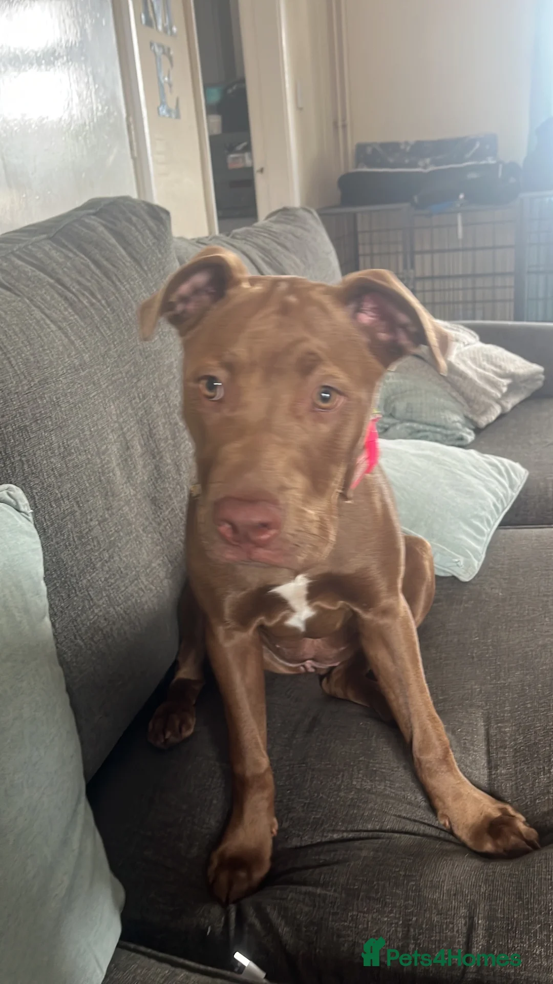 Mixed Breed dogs for sale: Staffy cross for sale  - Advert 7