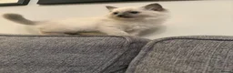 Mixed Breed cats for sale: Ragdoll bred - Advert 2