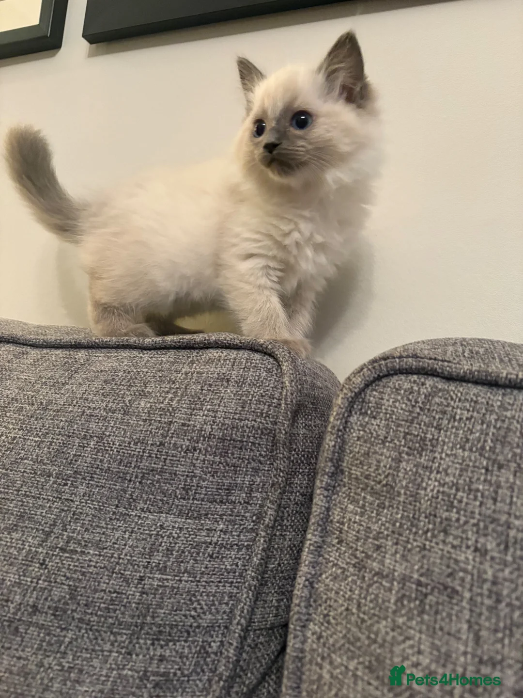 Mixed Breed cats for sale: Ragdoll bred - Advert 2