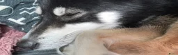 Pomsky dogs for sale: Apollo is needing a new home in Ipswich - Advert 2