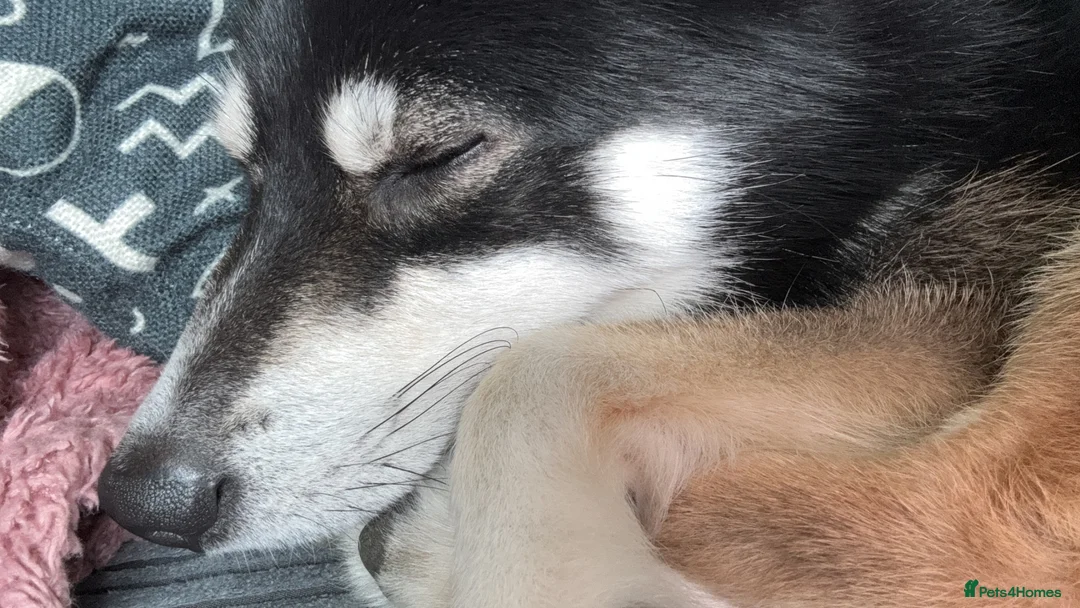Pomsky dogs for sale: Apollo is needing a new home in Ipswich - Advert 2