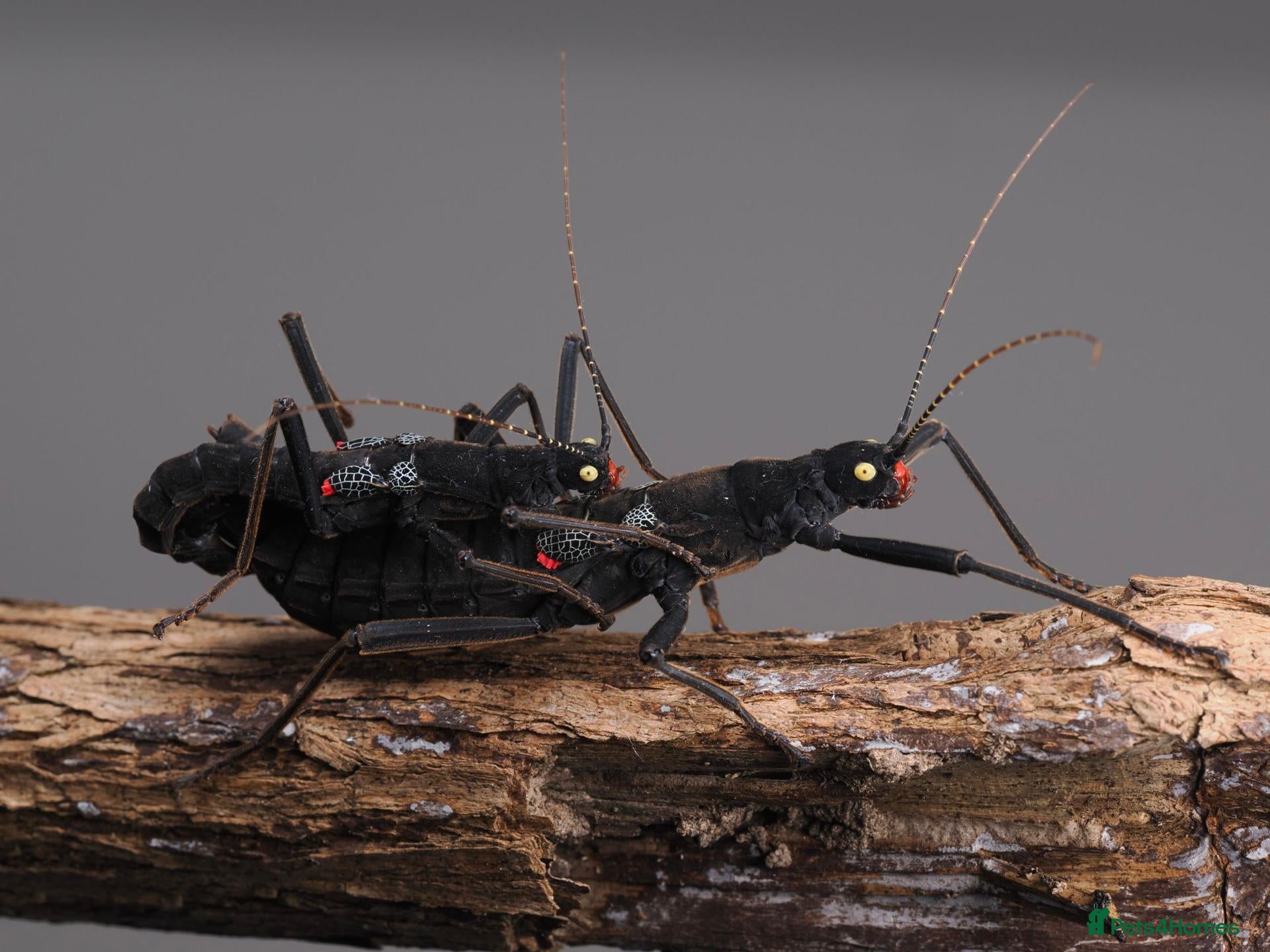 Stick Insects invertebrates The Black Beauty Stick Insect -Peruphasma schultei - Advert 2