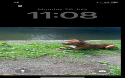 Staffordshire Bull Terrier dogs for stud: Stud  - Image 8