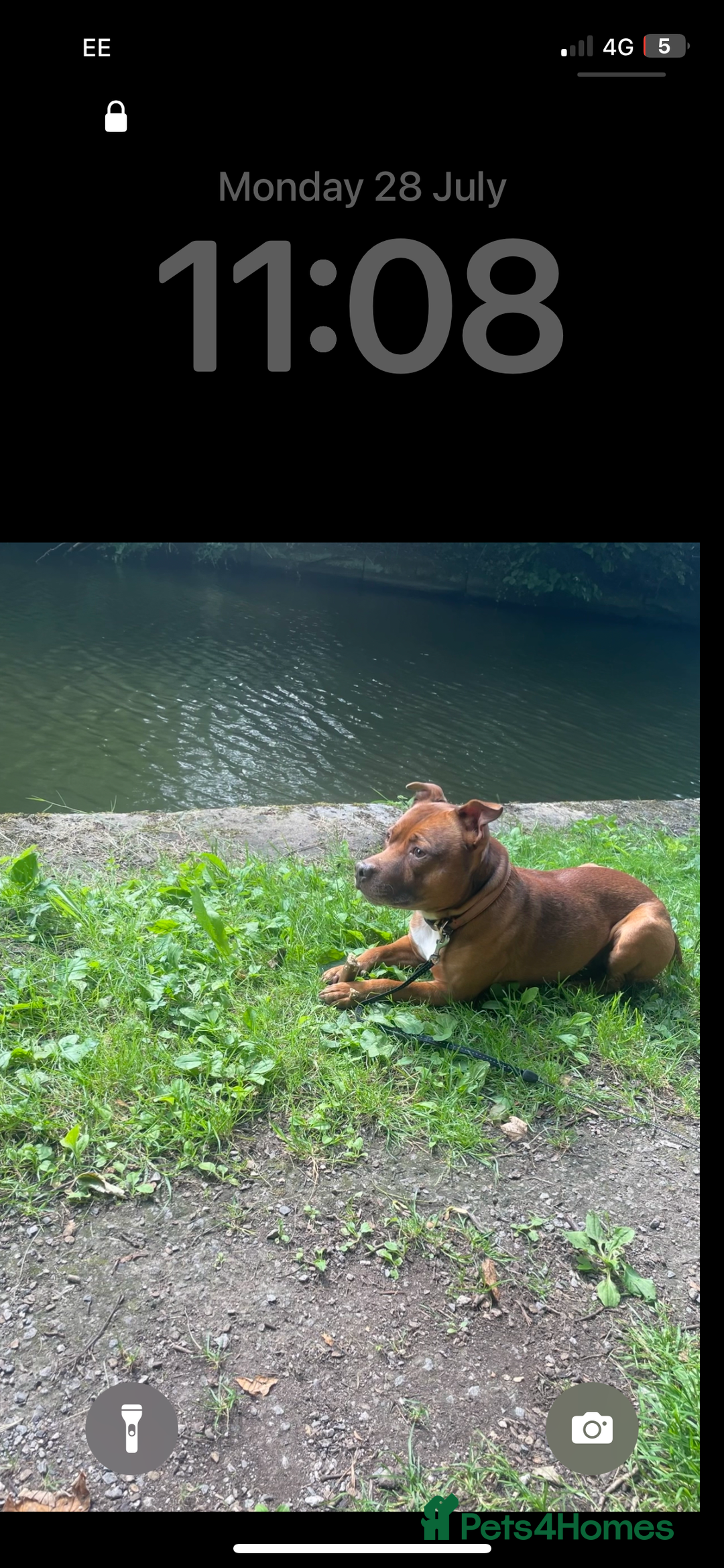 Staffordshire Bull Terrier dogs for stud: Stud  - Image 8