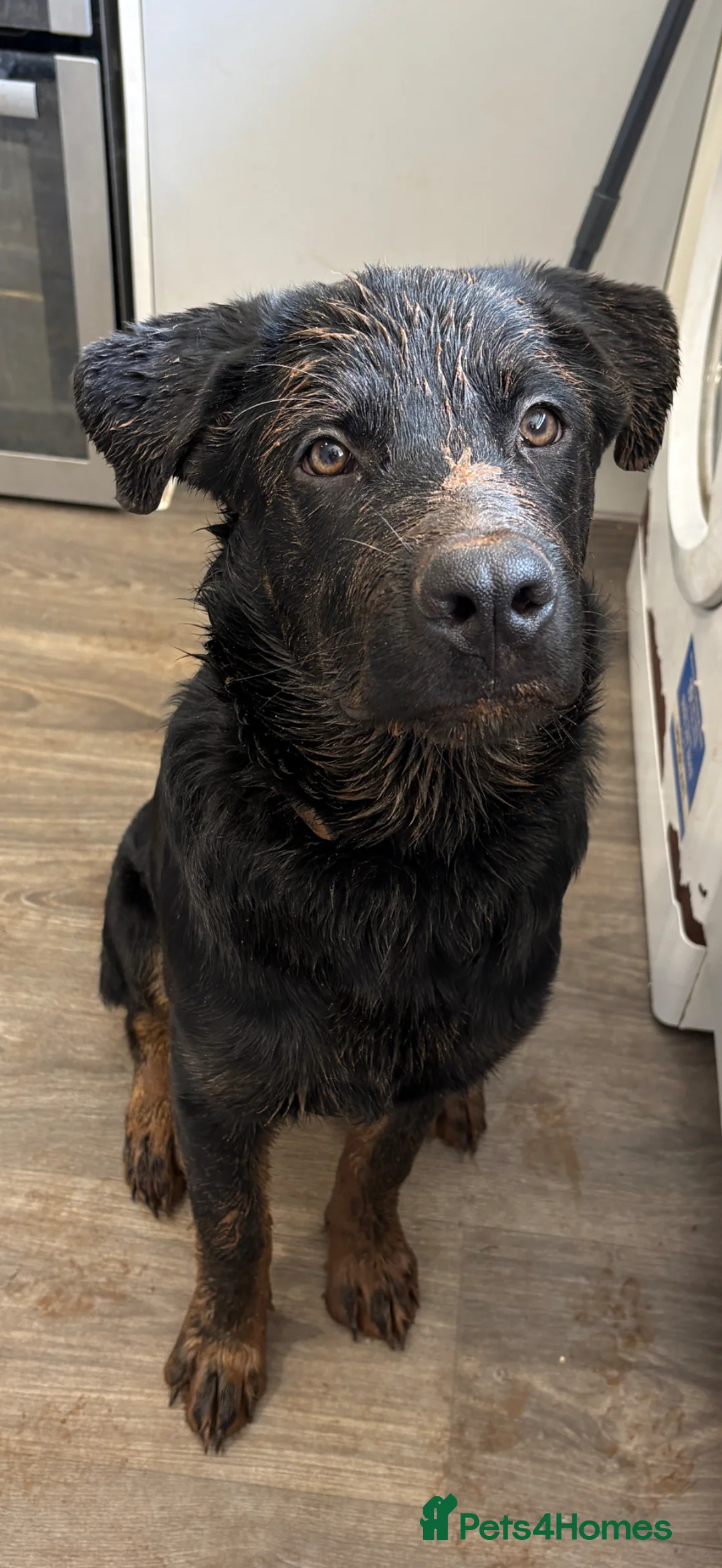 Mixed Breed dogs for sale: Vinnie - 6 month old puppy in Bristol - Advert 1