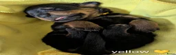 Rottweiler dogs for sale: KC Reg Rottweiler Puppies - Champion Bloodlines - Advert 12