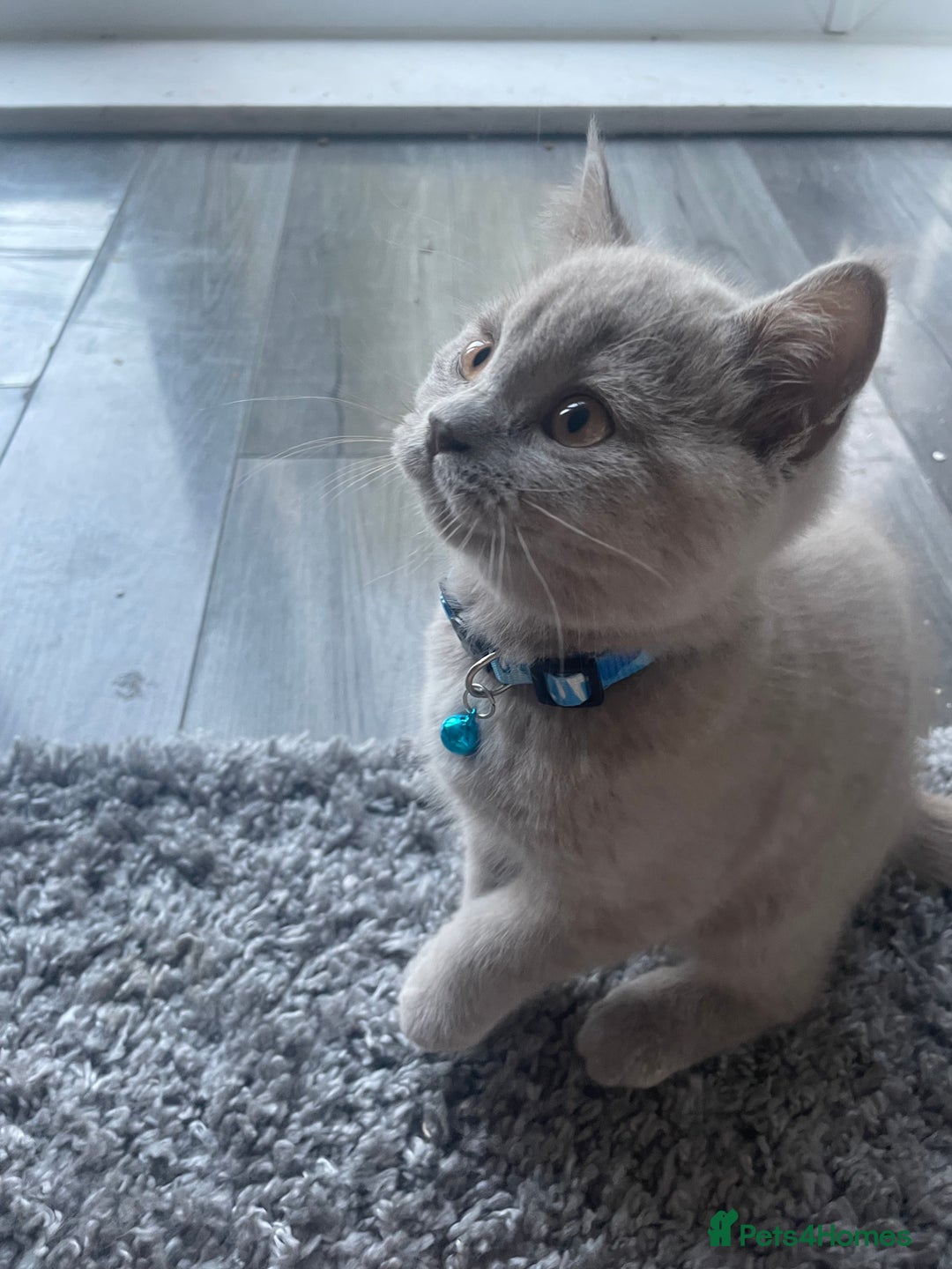 British Shorthair cats for sale: Beautiful British Blues longhair kittens 🩷💙 - Image 24