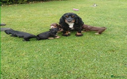 Cocker Spaniel dogs for sale: Stunning KC Show Type Cocker Spaniels - Image 12