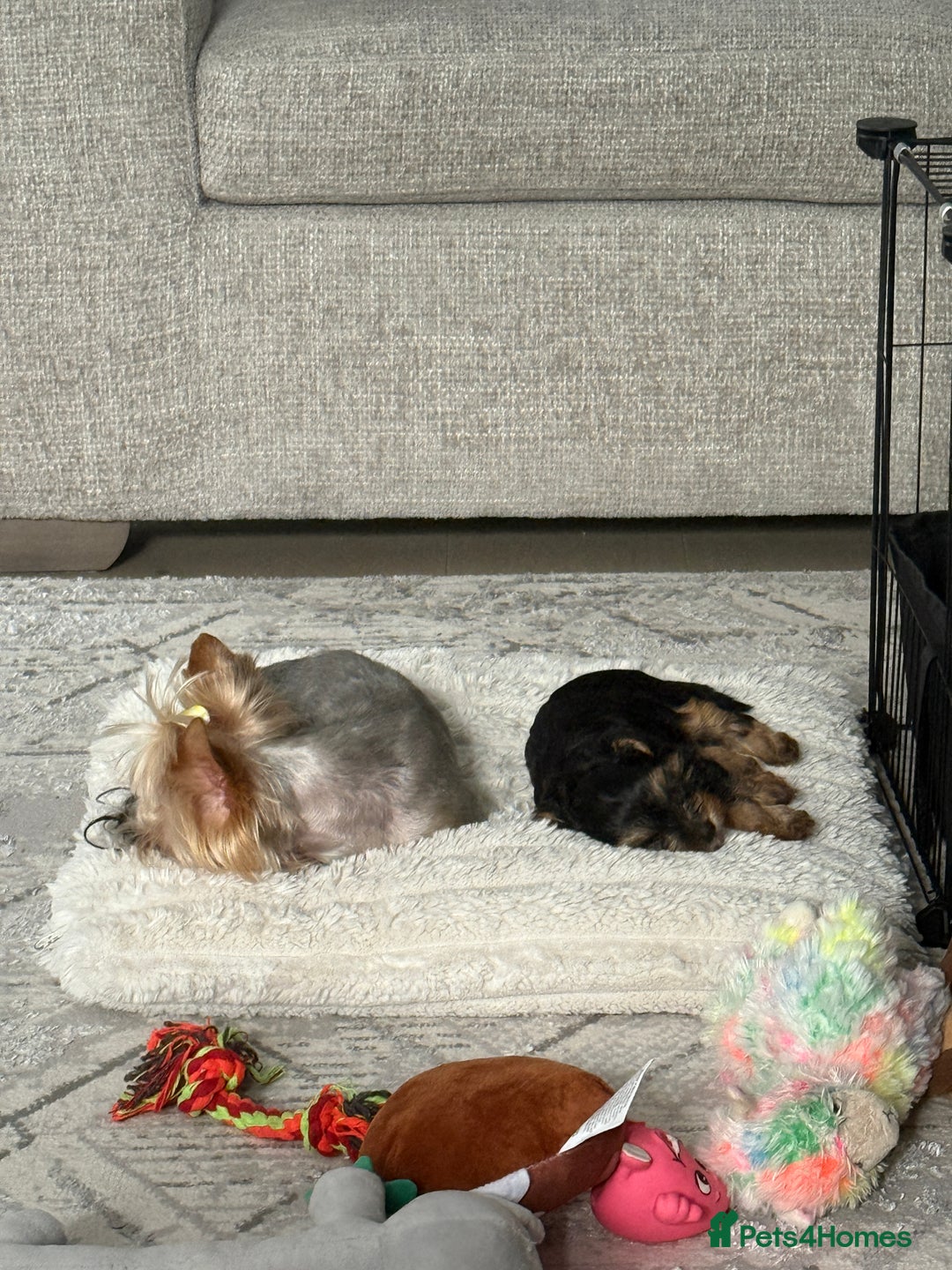 Yorkshire Terrier dogs for sale: Adorable Yorkshire Terrier Puppy for Sale - Image 6