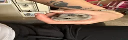 Hamster rodents for sale: Dwarf hamster  in Redditch - Advert 2