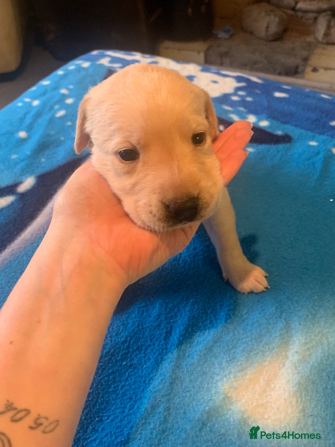 Labrador Retriever dogs for sale: Labrador puppys - Image 22