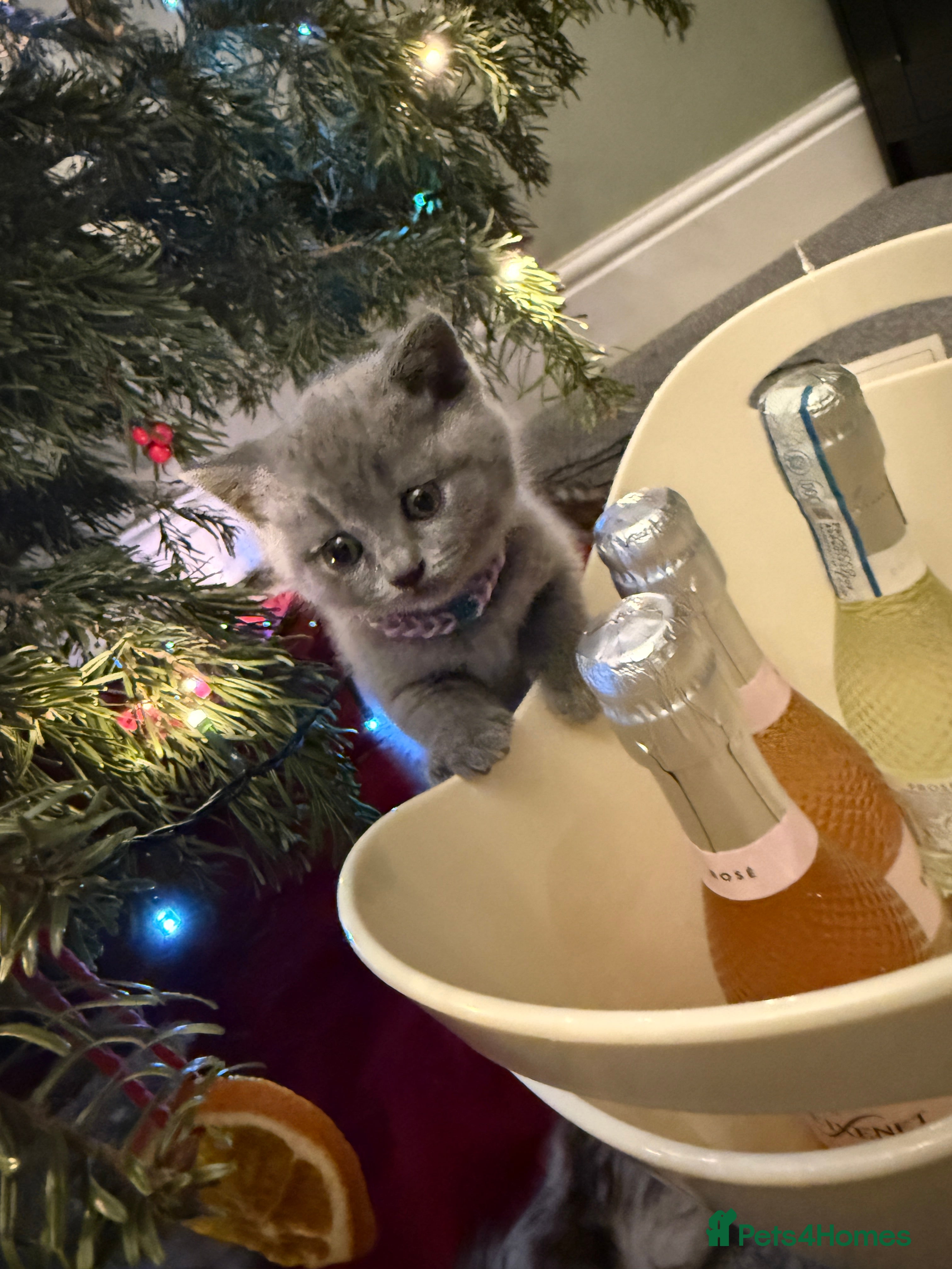 British Shorthair cats 💙 Beautiful British Shorthair Blue Kittens 💙 - Advert 3