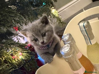British Shorthair cats 💙 Beautiful British Shorthair Blue Kittens 💙 - Advert 3