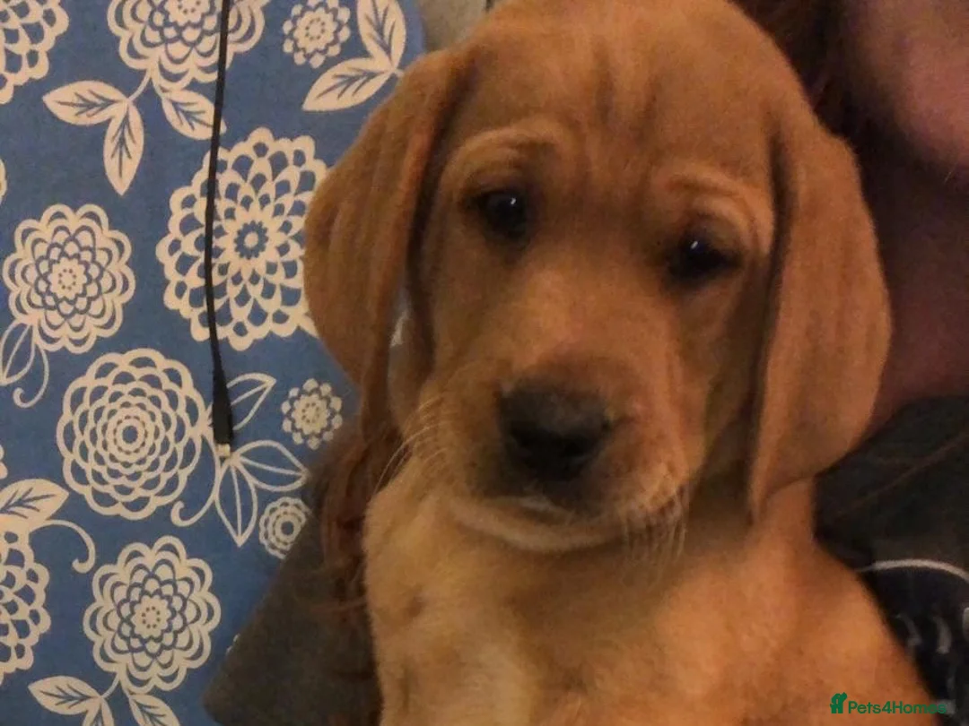Labradoodle dogs for sale: Labradoodle Puppies - Advert 7