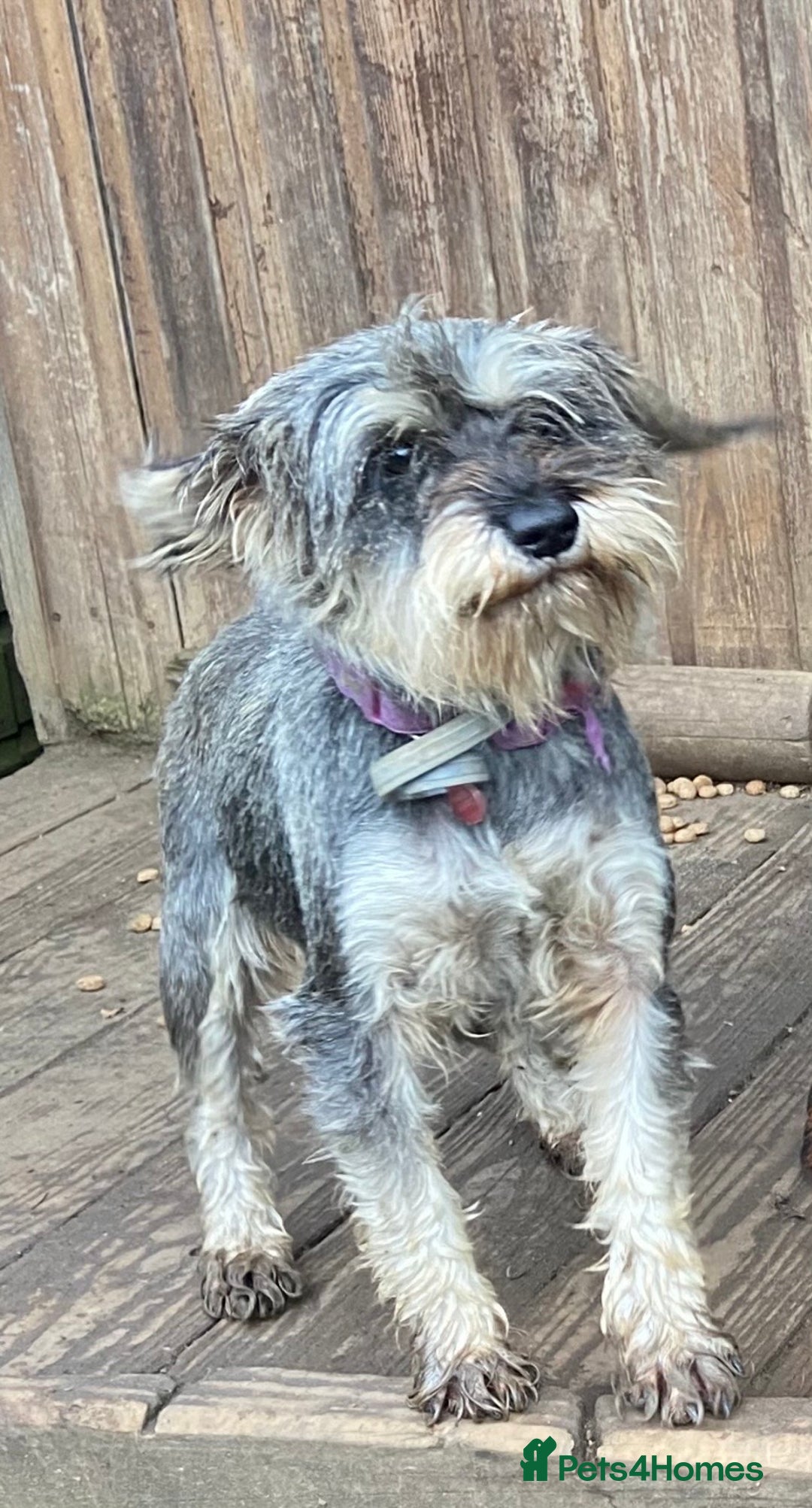 Miniature Schnauzer dogs for sale: Fantastic family dog  - Advert 2