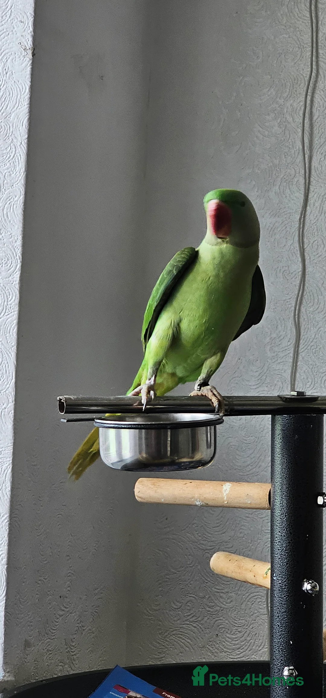 Parrots birds for sale: Alexandrine male baby parrot  in Peterborough - Advert 1