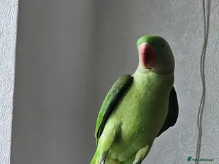 Parrots birds Alexandrine male baby parrot - Advert 11