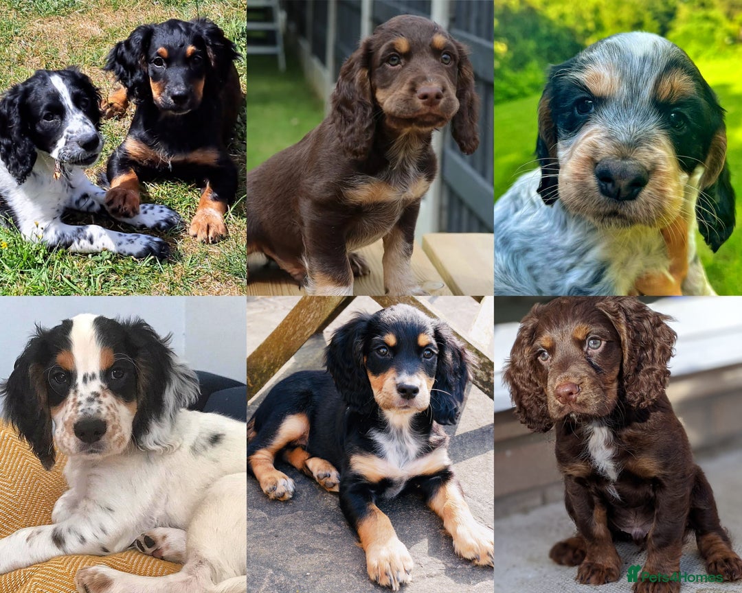 Cocker Spaniel dogs for stud: Extensively Health Tested KC Cocker - WELL PROVEN in Lincoln - Image 13