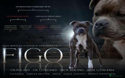 Staffordshire Bull Terrier dogs for sale: Beautiful Staffordshire Bull Terrier Boys ✨ - Image 10