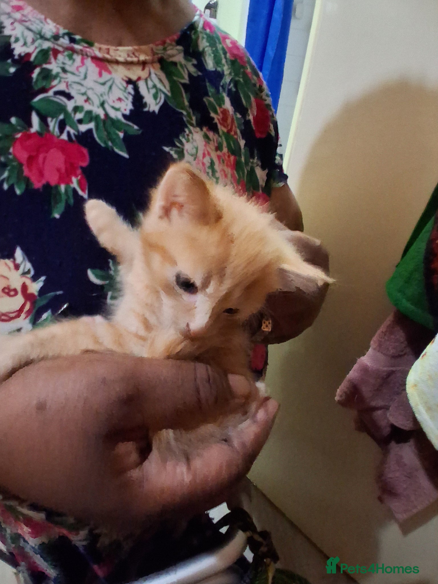 Mixed Breed cats 💞Beautiful kittens  - Advert 14