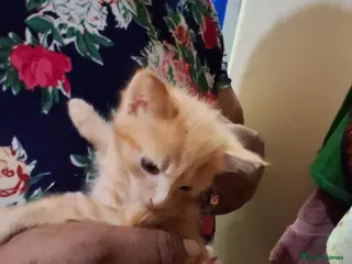 Mixed Breed cats 💞Beautiful kittens - Advert 1