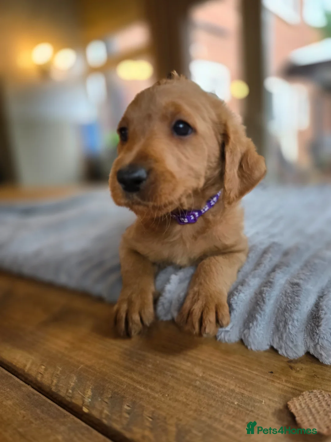Labradoodle dogs for sale: 4 Gorgeous Fluffy Labradoodle girls - Advert 2